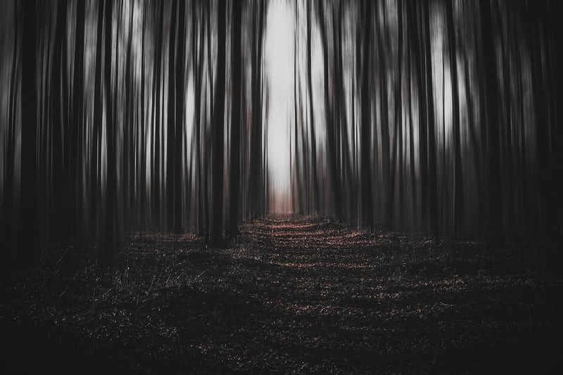 Enchanted Forest